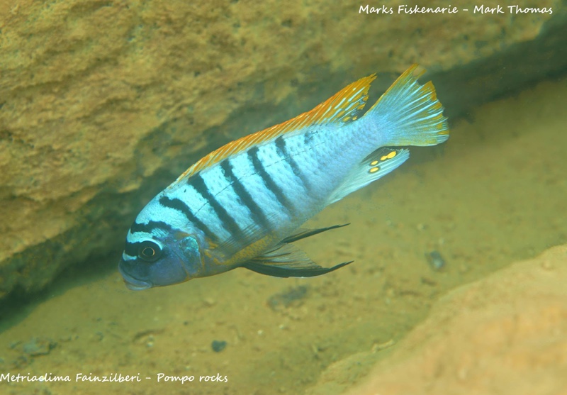 Maylandia fainzilberi 'Pombo Rocks'